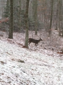 Winter Deer Tater Hill